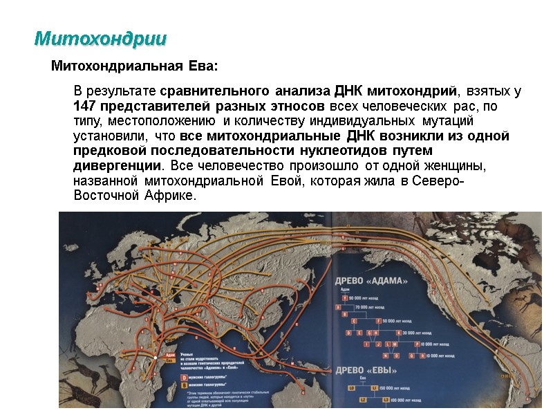 Митохондрии Митохондриальная Ева: В результате сравнительного анализа ДНК митохондрий, взятых у 147 представителей разных